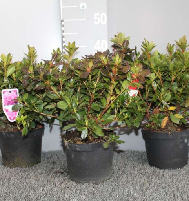 azalea japonica