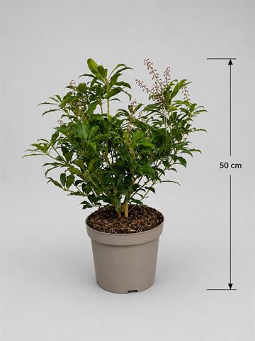 pieris