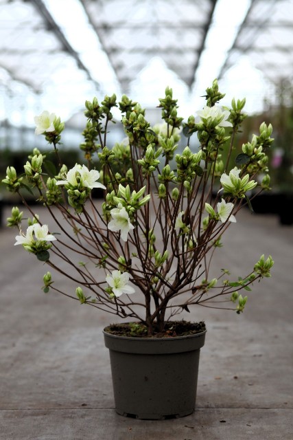 Azalea japonica
