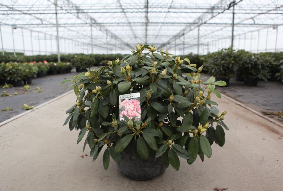 rhododendron hybride