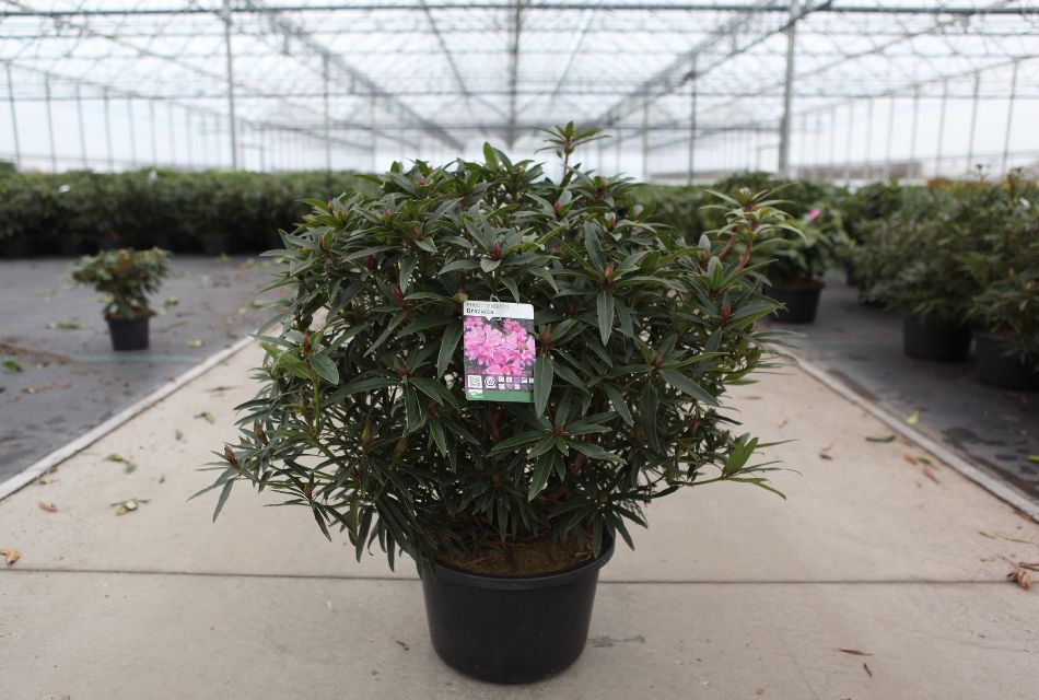 Rhododendron hybride