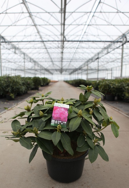 rhododendron hybride