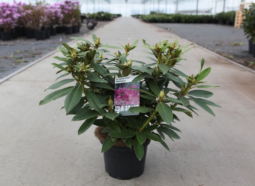 Rhododendron ponticum