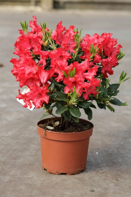 Rhododendron nain