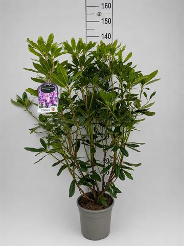 rhododendron ponticum