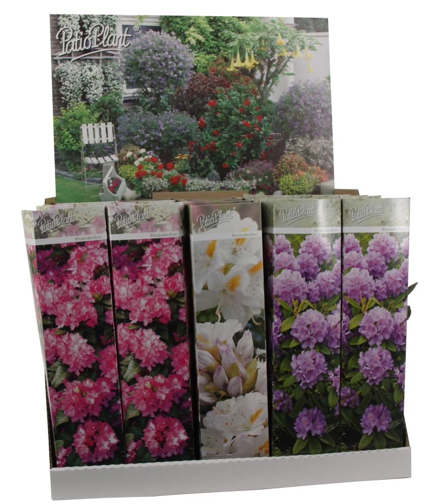 rhodo az. japonica az. mollis pieris