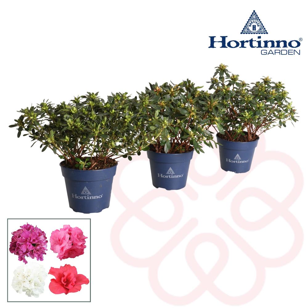rhodo az. japonica az. mollis pieris