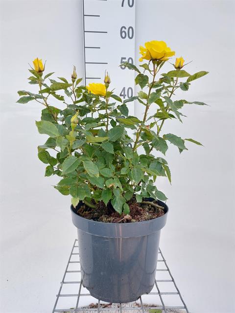 Rosa - buisson