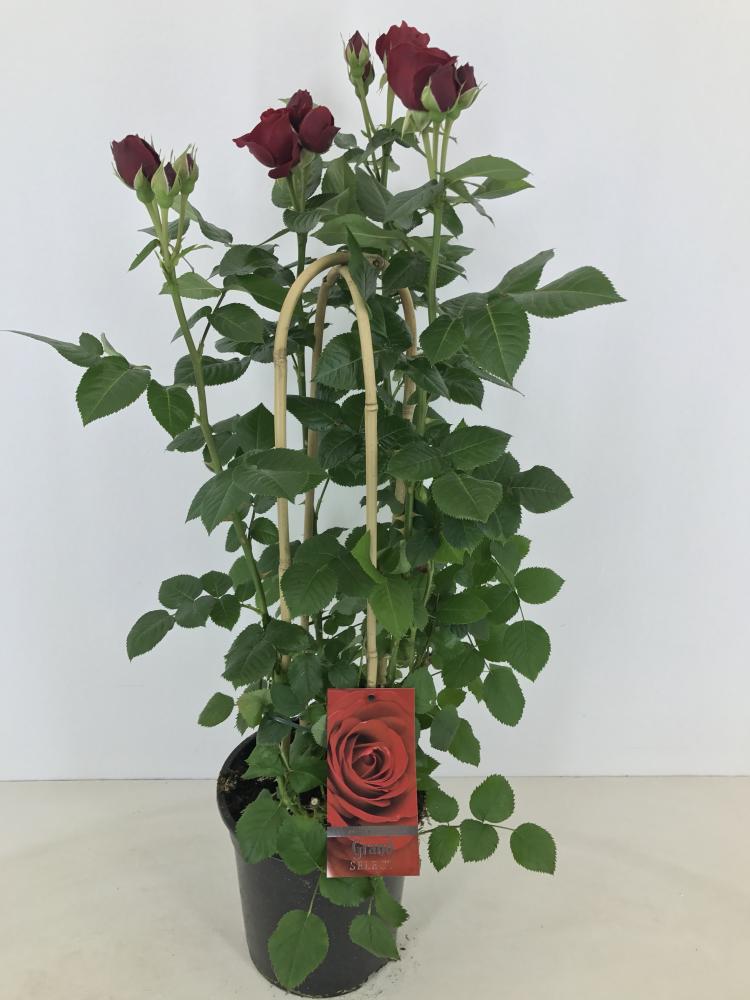 rosa
