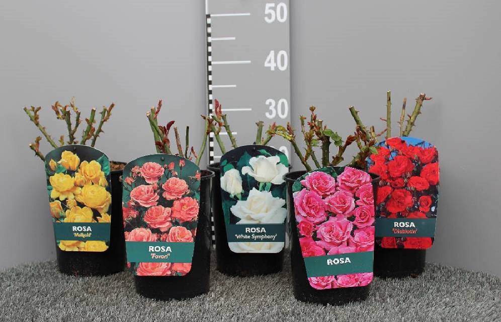 rosiers buisson tige grimpant