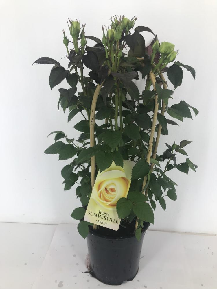 rosa