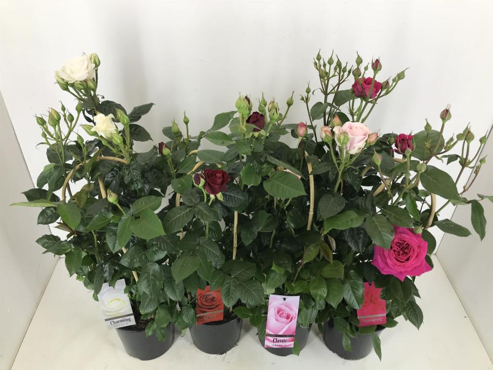 rosa