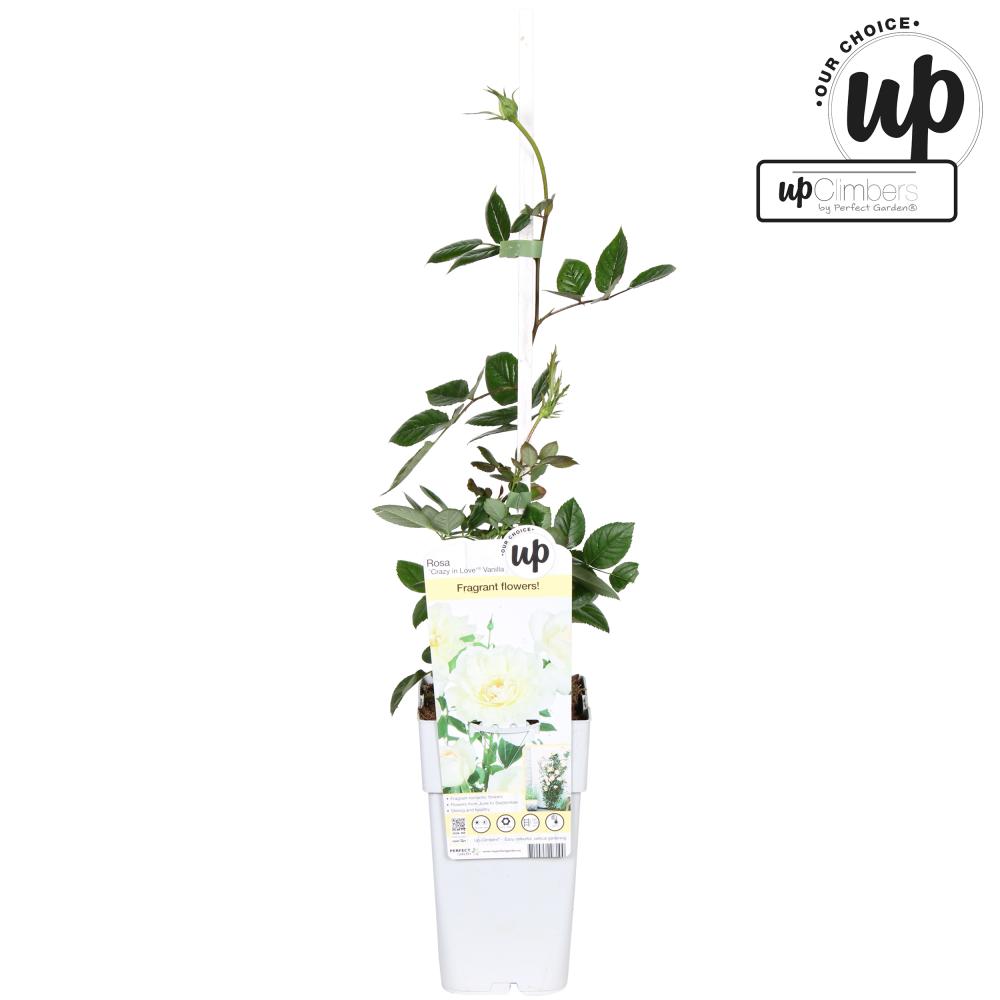 rosiers buisson tige grimpant