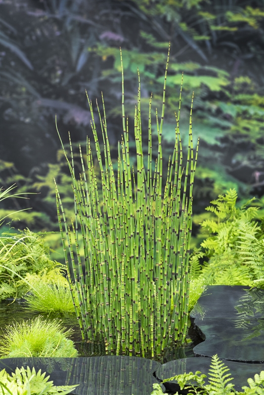 equisetum