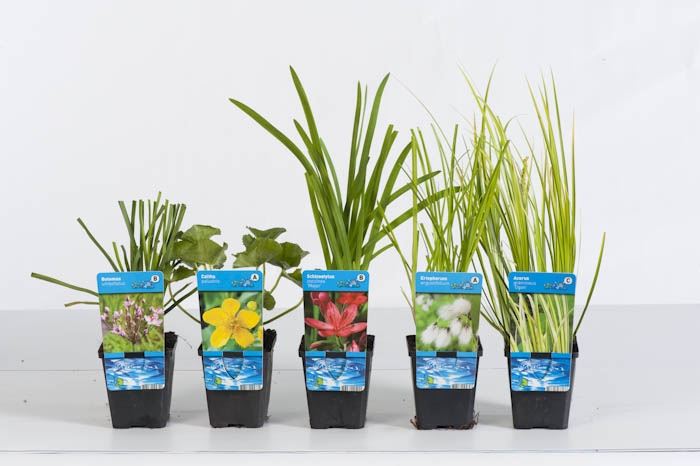 plantes aquatiques