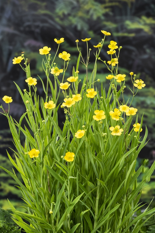 Ranunculus