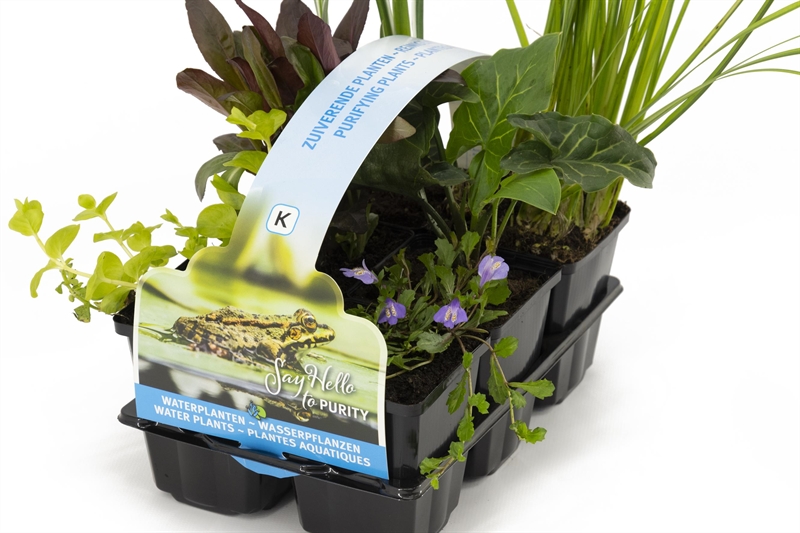 plantes aquatiques