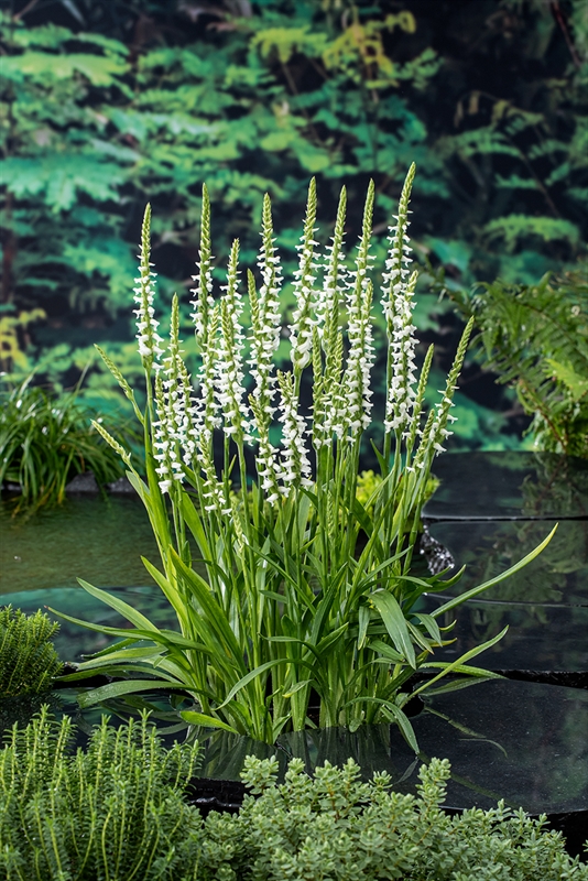 Spiranthes