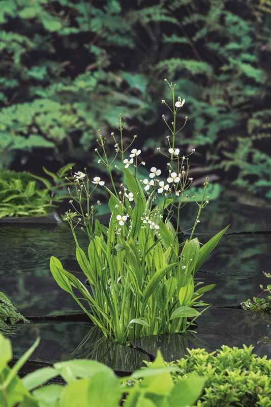 Sagittaria