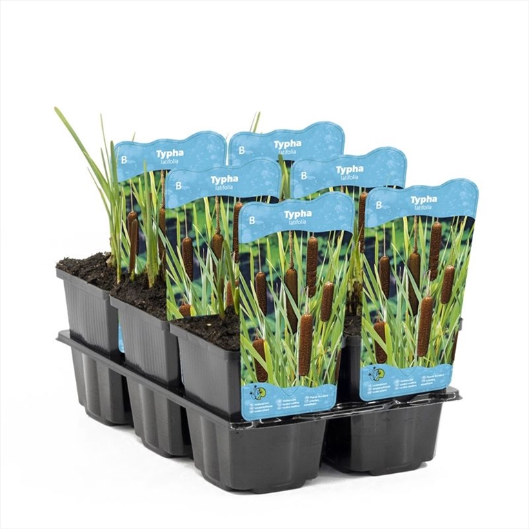 Typha