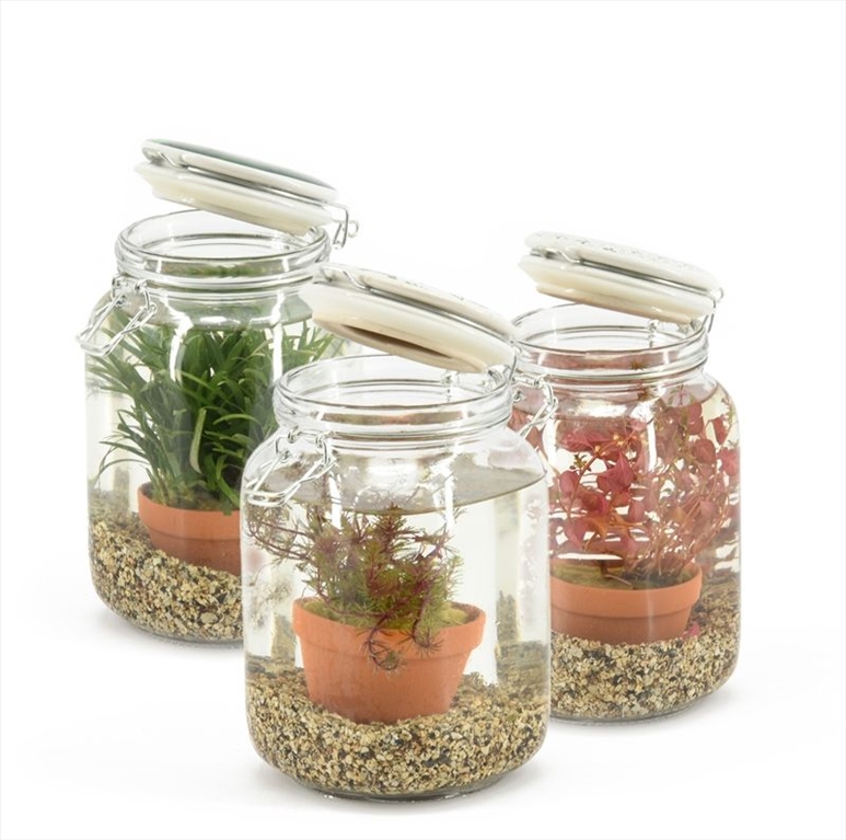 plantes aquatiques