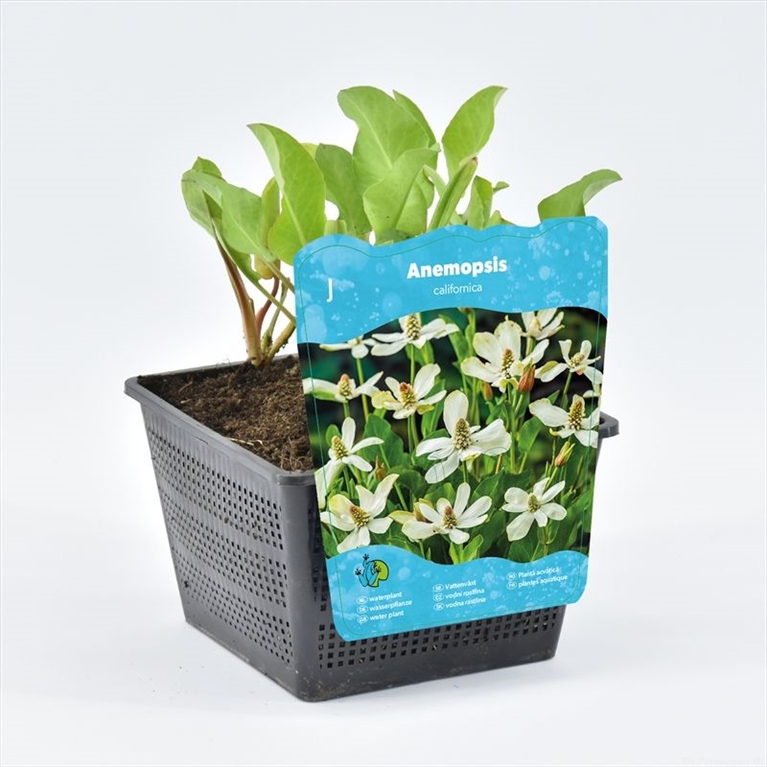 Anemopsis