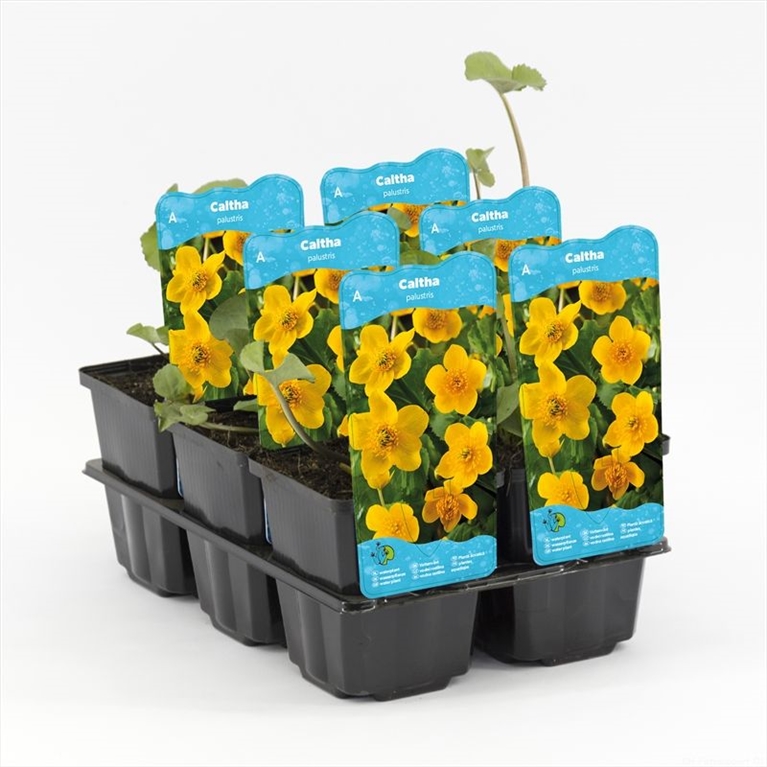 Caltha