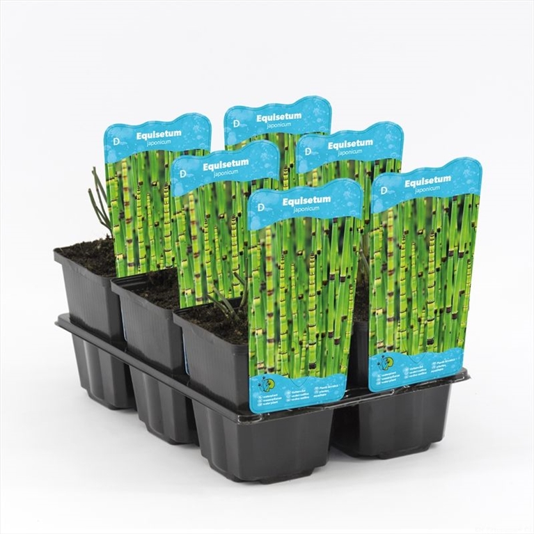 equisetum