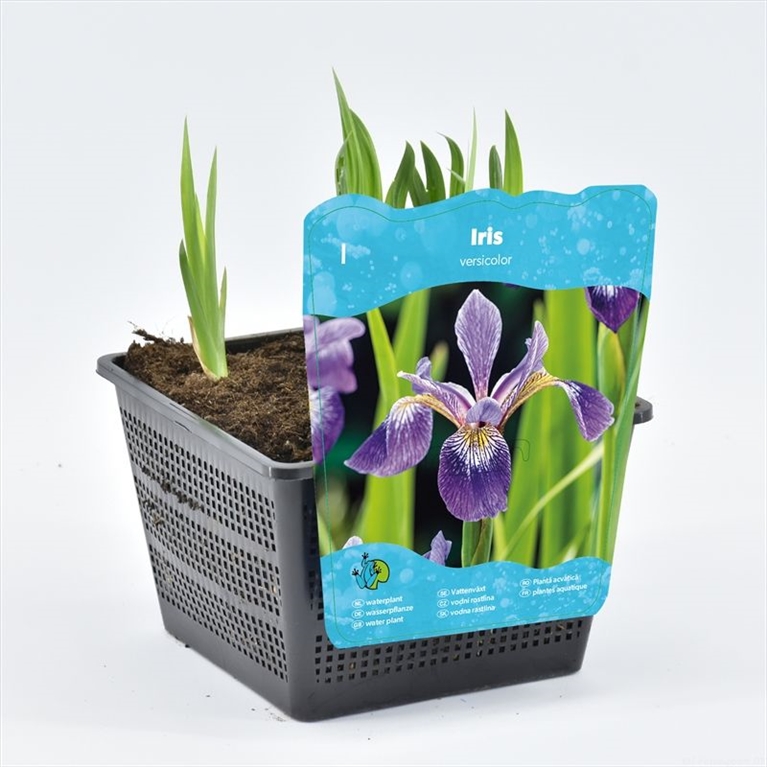 iris