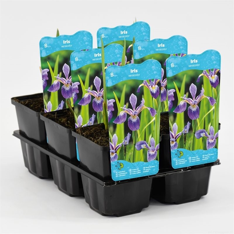 iris