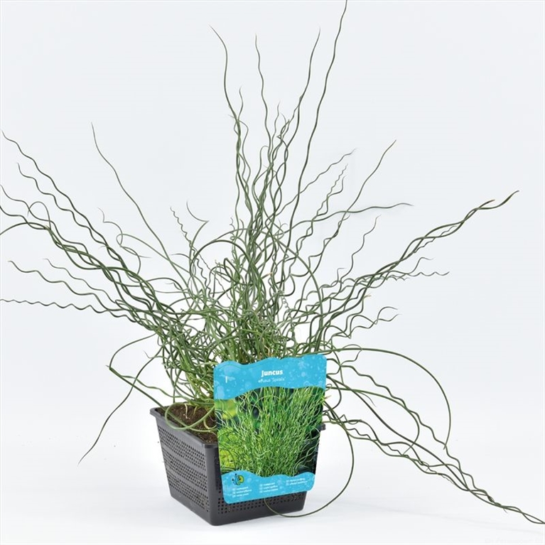 juncus