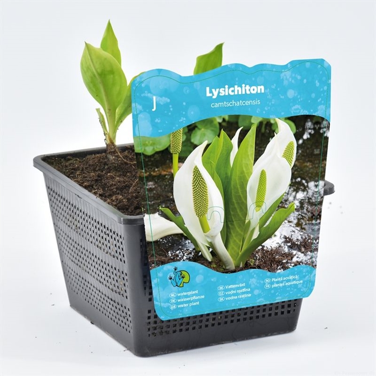 Lysichiton