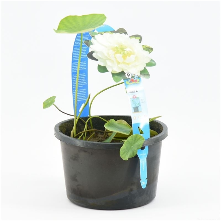 Nelumbo
