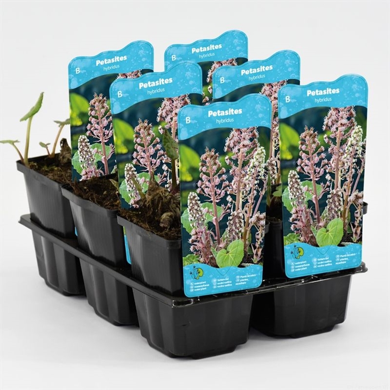 Petasites