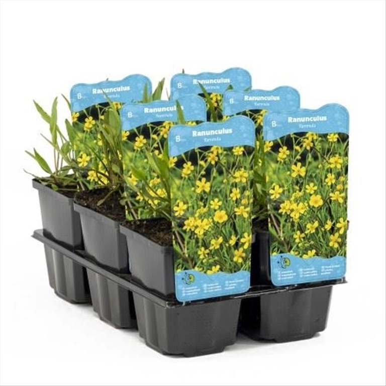 Ranunculus