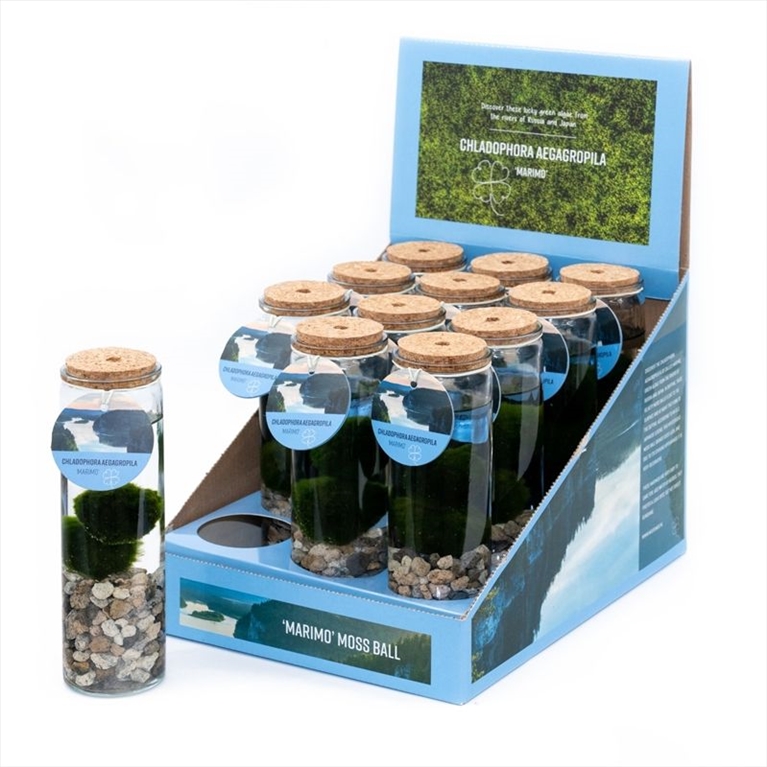 plantes aquatiques