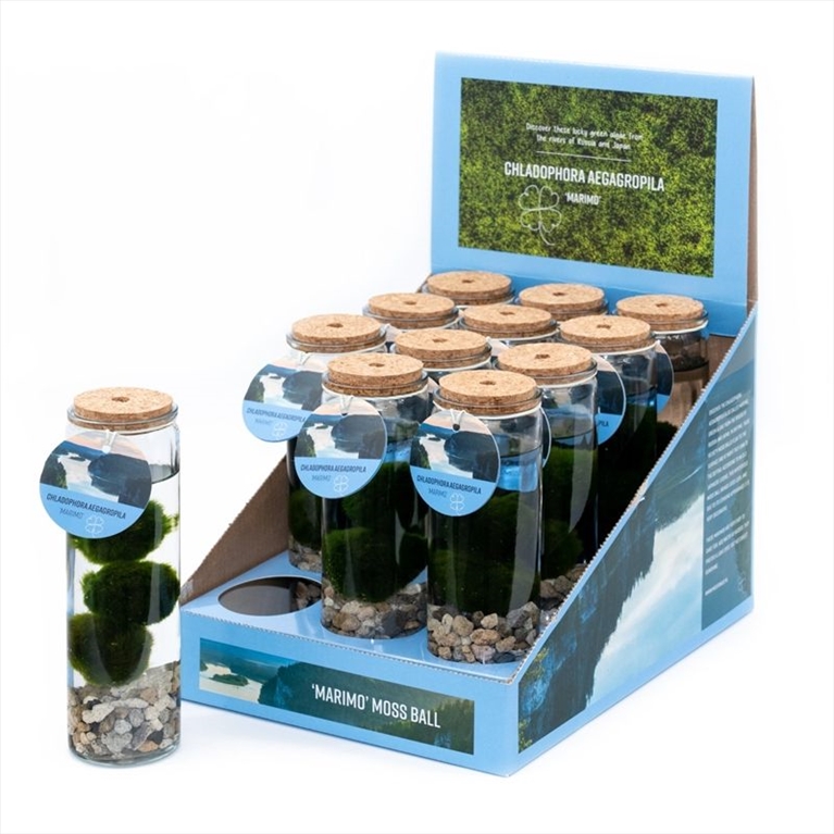plantes aquatiques