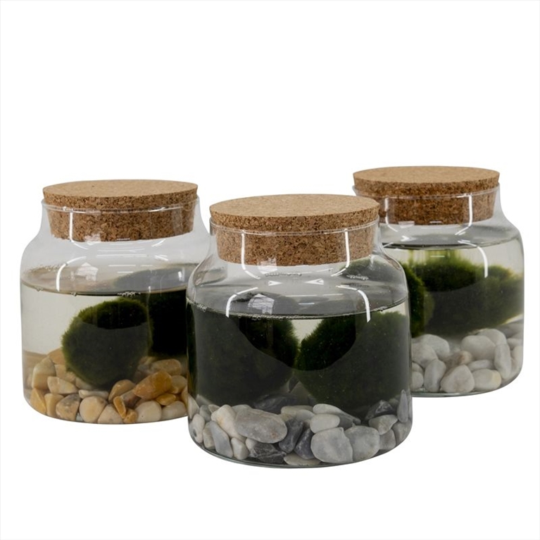 plantes aquatiques