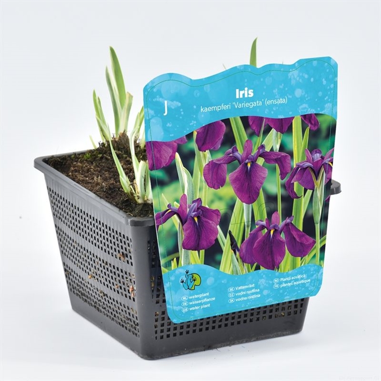 iris