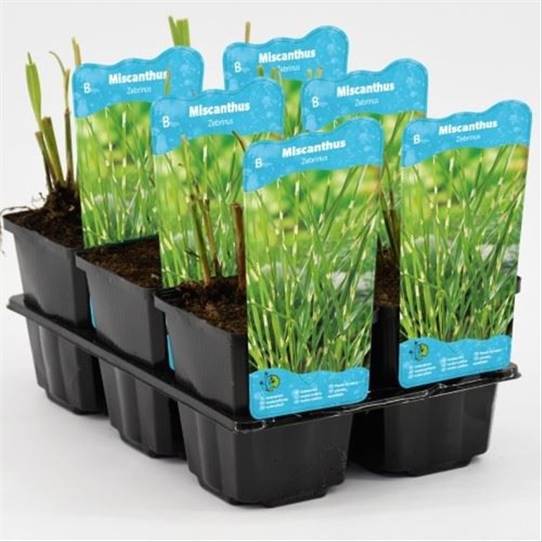 Miscanthus