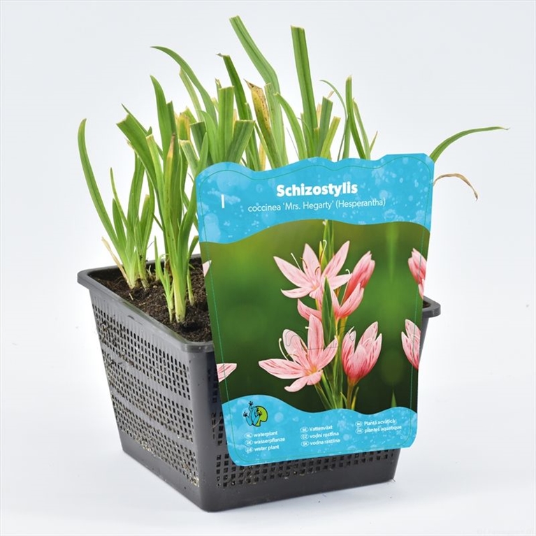 Schizostylis