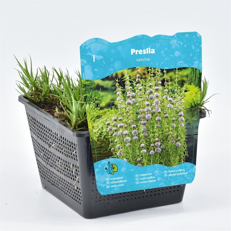 Mentha