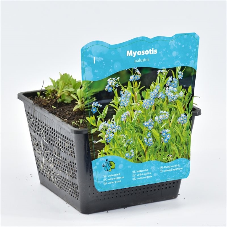 Myosotis