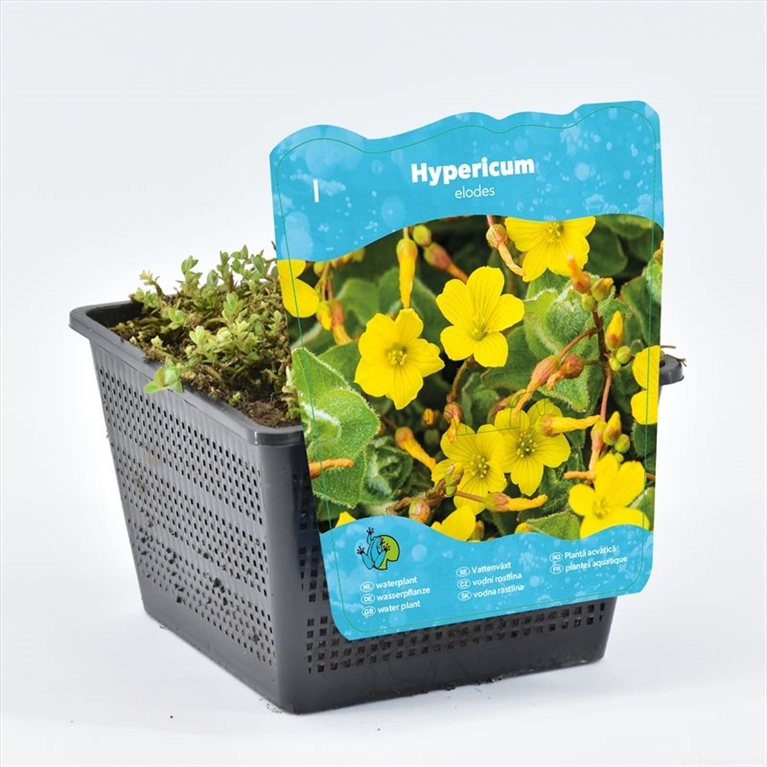 Hypericum