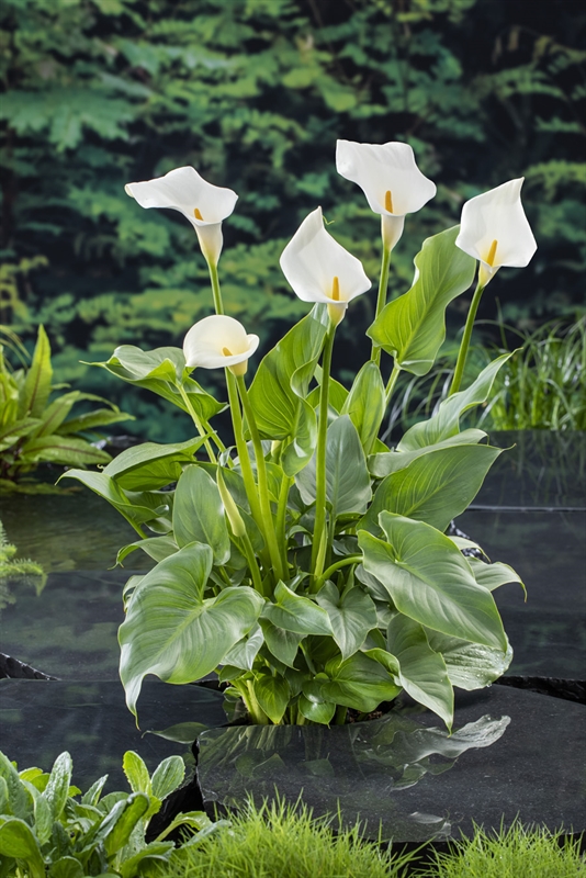 Zantedeschia