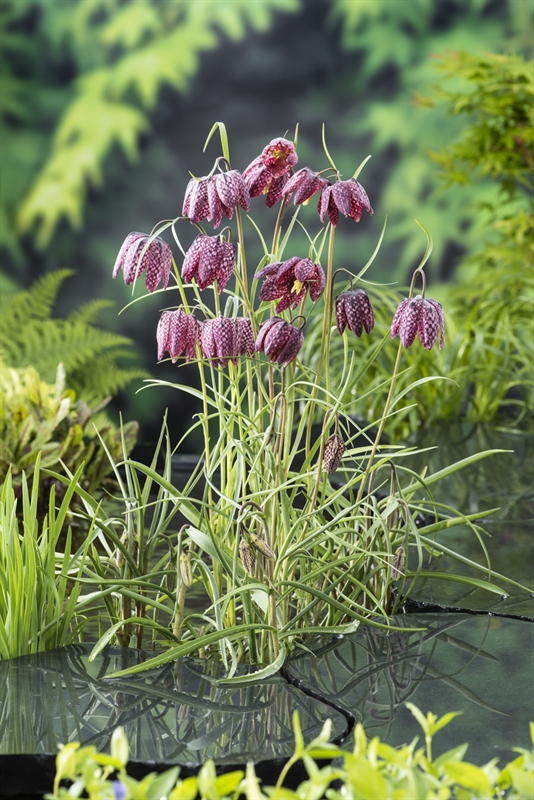 Fritillaria