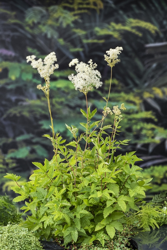 Filipendula