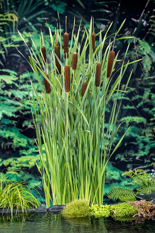 Typha
