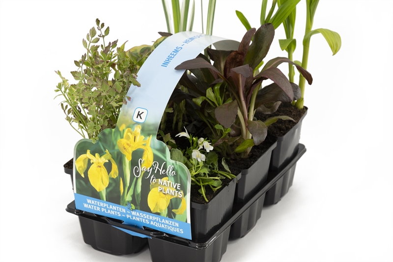 plantes aquatiques