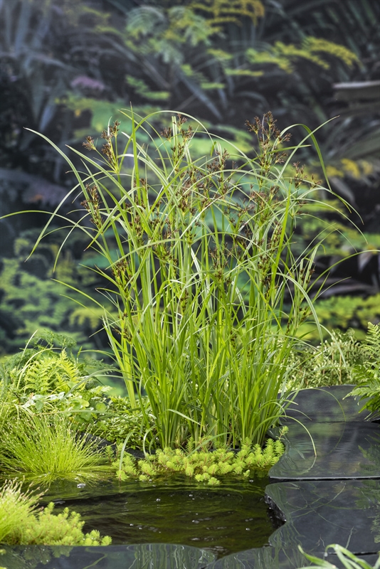 Cyperus